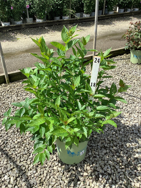 Crimson Comet Buttonbush shrub in a #3 container displaying dense green foliage at a nursery.