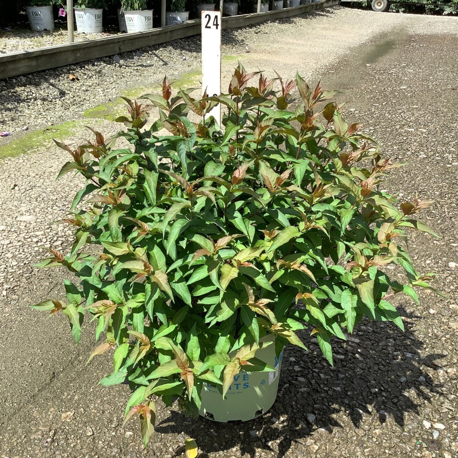 Bee Wren Bush Honeysuckle in a #3 container showing dense green foliage with reddish new growth tips at a nursery.
