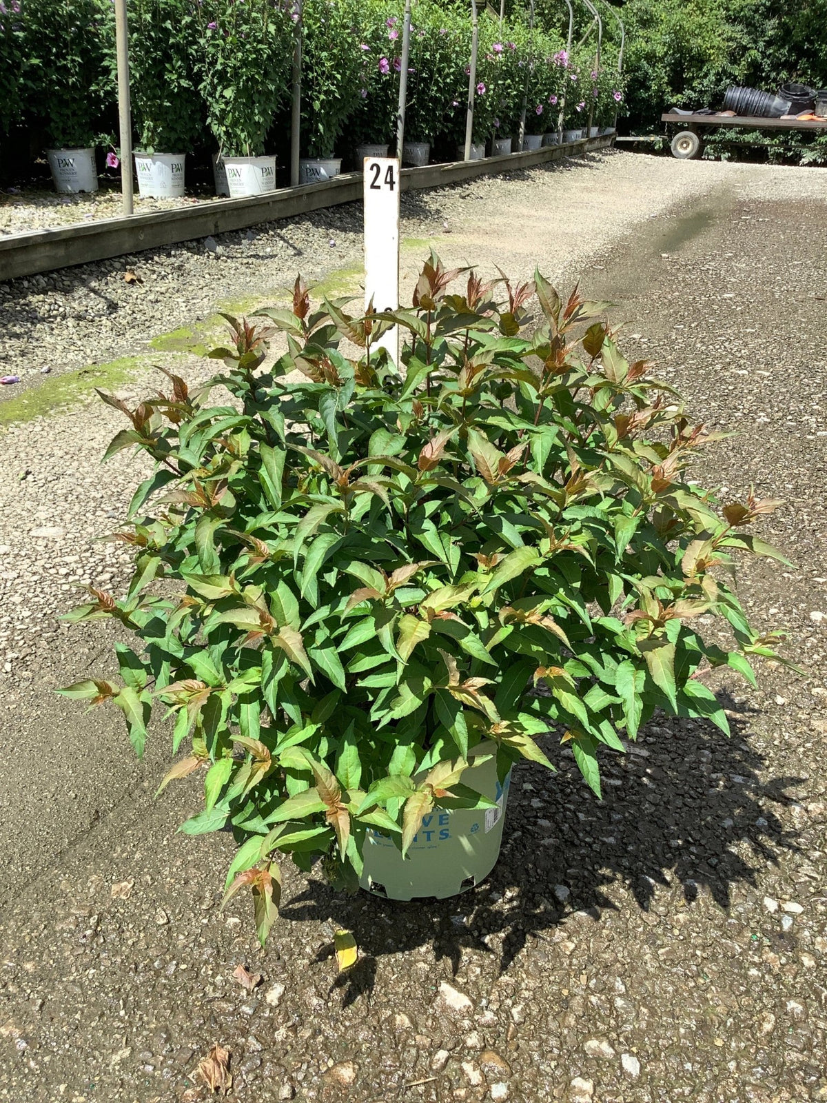 Bee Wren Bush Honeysuckle in a #3 container showing dense green foliage with reddish new growth tips at a nursery.