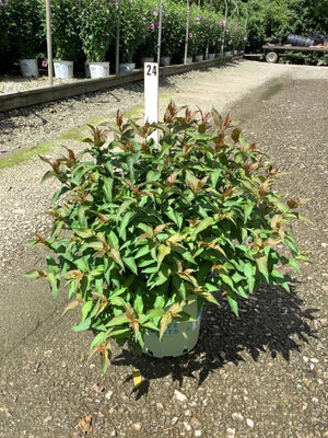 Bee Wren Bush Honeysuckle in a #3 container showing dense green foliage with reddish new growth tips at a nursery.
