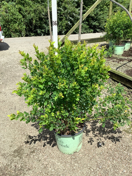 Lespedeza Candy Girl Prairie Mallow shrub in a nursery container showing dense green foliage and bushy upright habit.