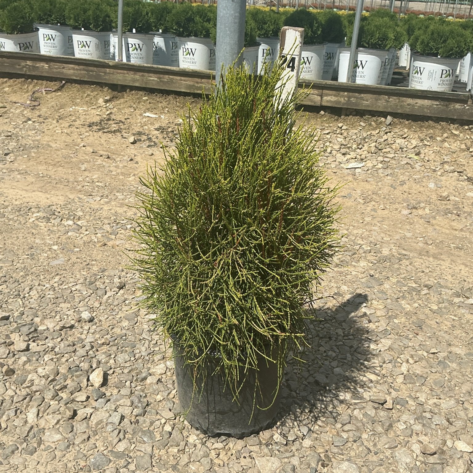 Franky Boy Arborvitae growing in a black nursery container on a gravel surface at a plant nursery.