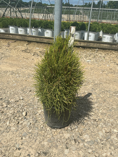 Franky Boy Arborvitae growing in a black nursery container on a gravel surface at a plant nursery.