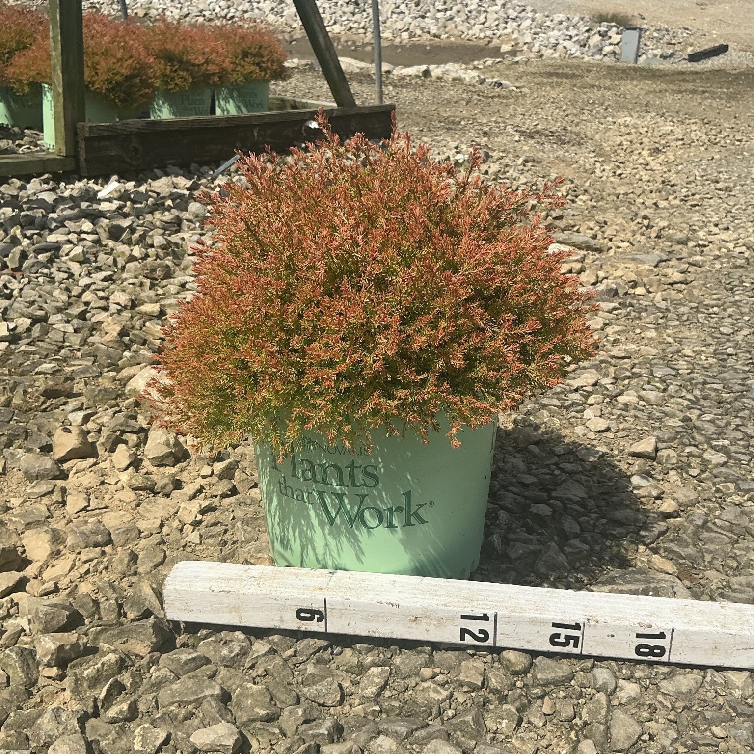 Fire Chief Arborvitae in a #3 container showing dense reddish-orange foliage, measured against a ruler at a nursery.