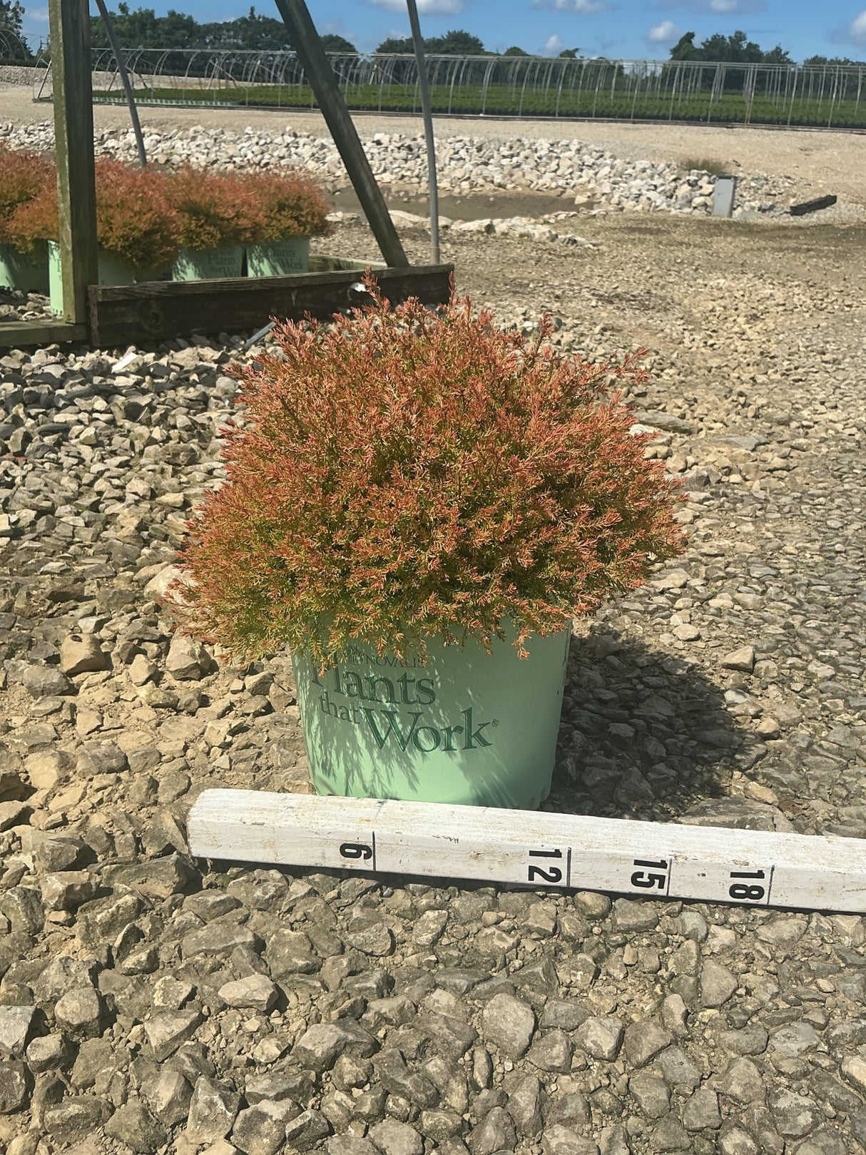 Fire Chief Arborvitae in a #3 container showing dense reddish-orange foliage, measured against a ruler at a nursery.