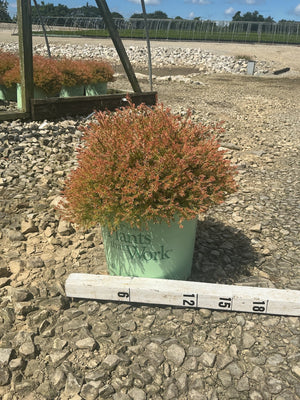 Fire Chief Arborvitae in a #3 container showing dense reddish-orange foliage, measured against a ruler at a nursery.