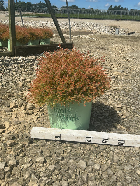 Fire Chief Arborvitae in a #3 container showing dense reddish-orange foliage, measured against a ruler at a nursery.