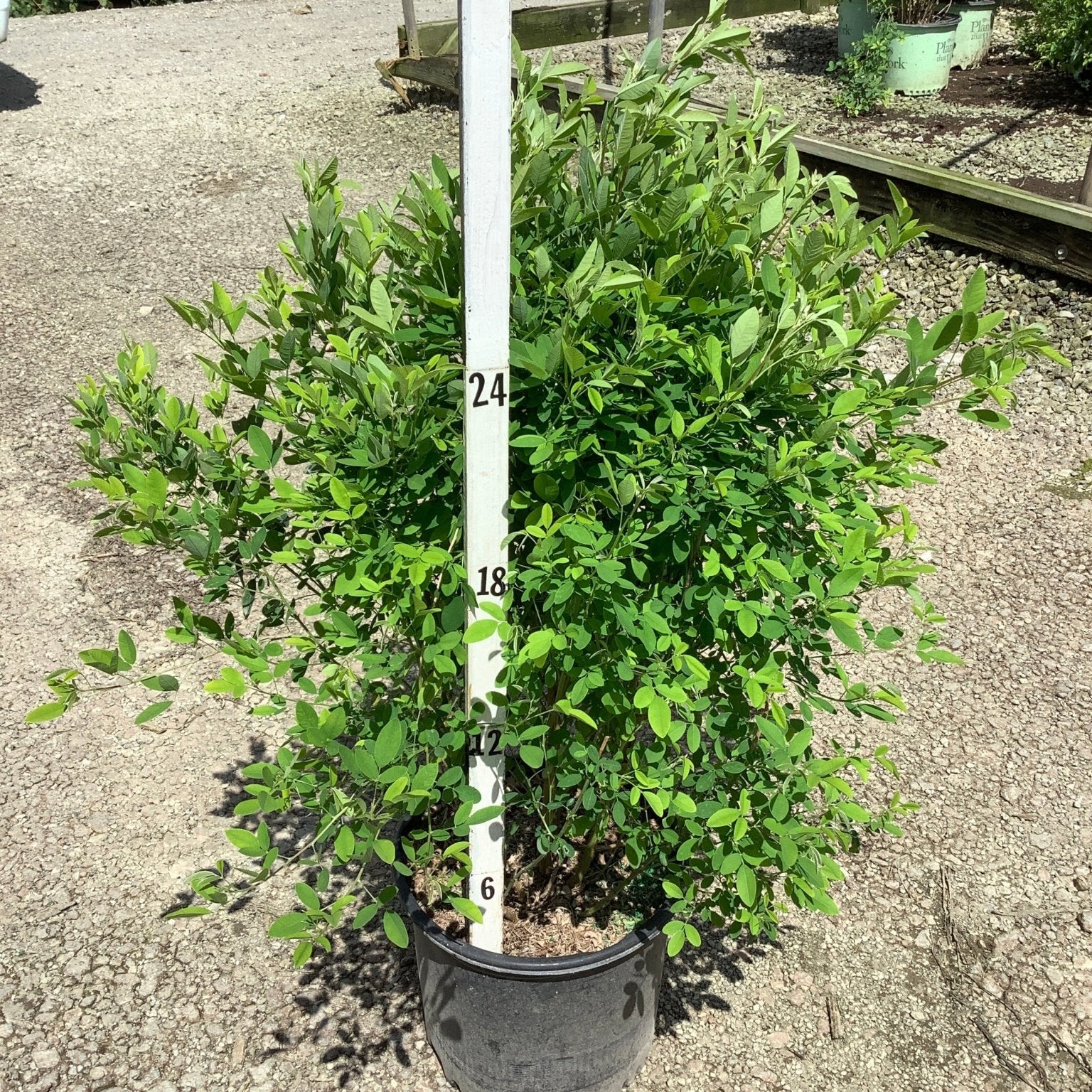 Gibraltar Bush Clover shrub in a #3 container showing dense green foliage, measured at approximately 24 inches tall.