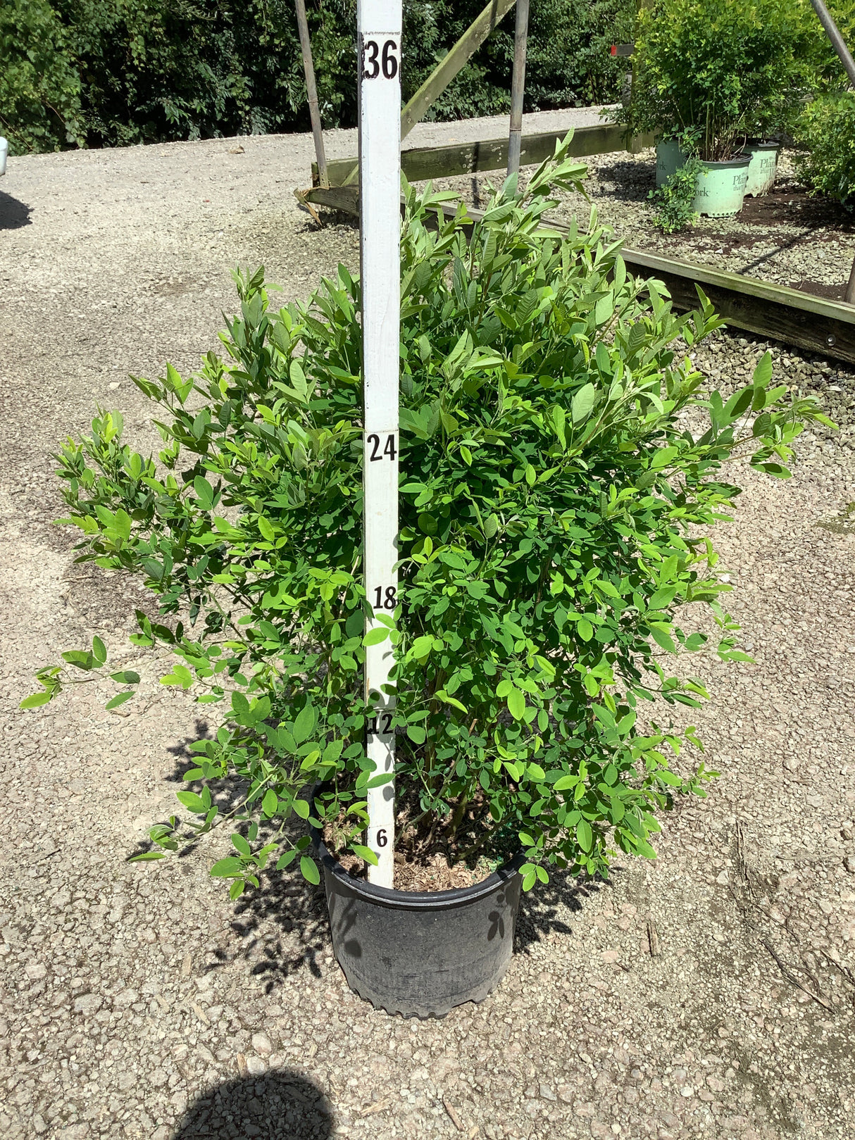 Gibraltar Bush Clover shrub in a #3 container showing dense green foliage, measured at approximately 24 inches tall.