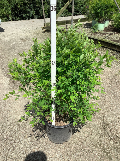 Gibraltar Bush Clover shrub in a #3 container showing dense green foliage, measured at approximately 24 inches tall.