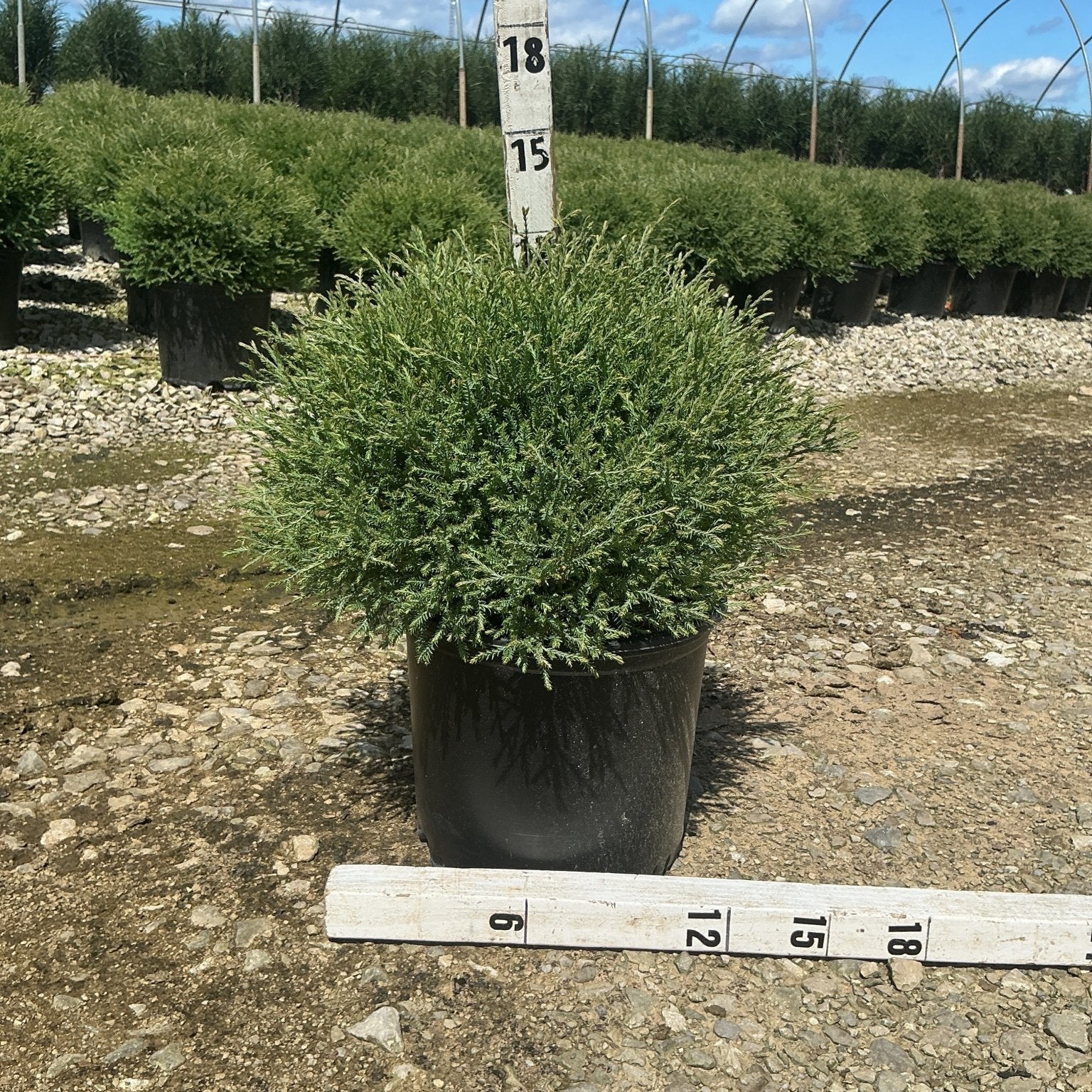 Mr. Bowling Ball Arborvitae in a #3 container, showing its dense rounded globe habit measured at approximately 15 inches tall.