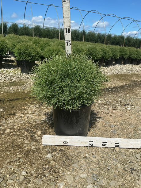 Mr. Bowling Ball Arborvitae in a #3 container, showing its dense rounded globe habit measured at approximately 15 inches tall.