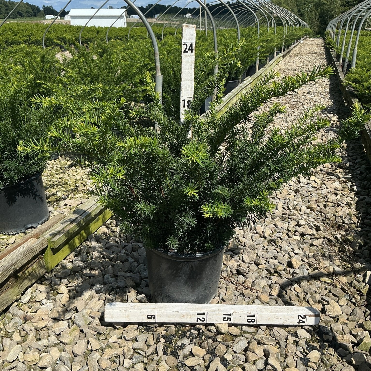 Densiformis Yew shrub in a #3 container displayed on a gravel nursery bed with a measurement ruler showing its spread reaches 24 inches.