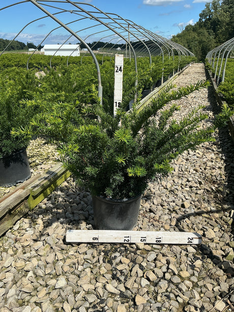 Densiformis Yew shrub in a #3 container displayed on a gravel nursery bed with a measurement ruler showing its spread reaches 24 inches.