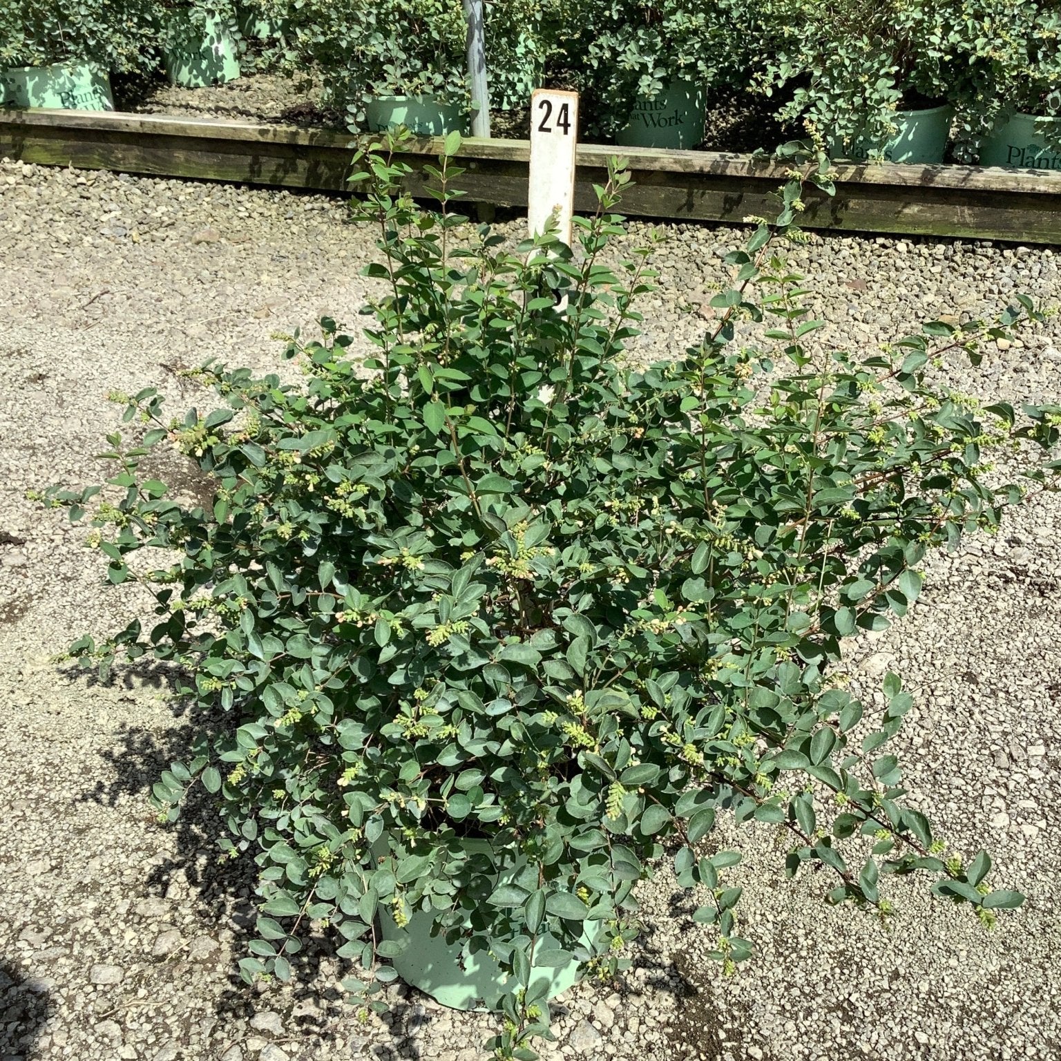 Sweet Sensation Snowberry shrub in a #3 container showing dense green foliage and small flower clusters at a nursery.