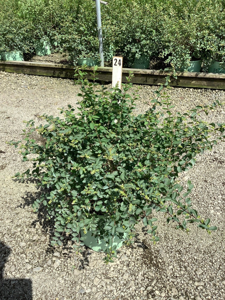 Sweet Sensation Snowberry shrub in a #3 container showing dense green foliage and small flower clusters at a nursery.