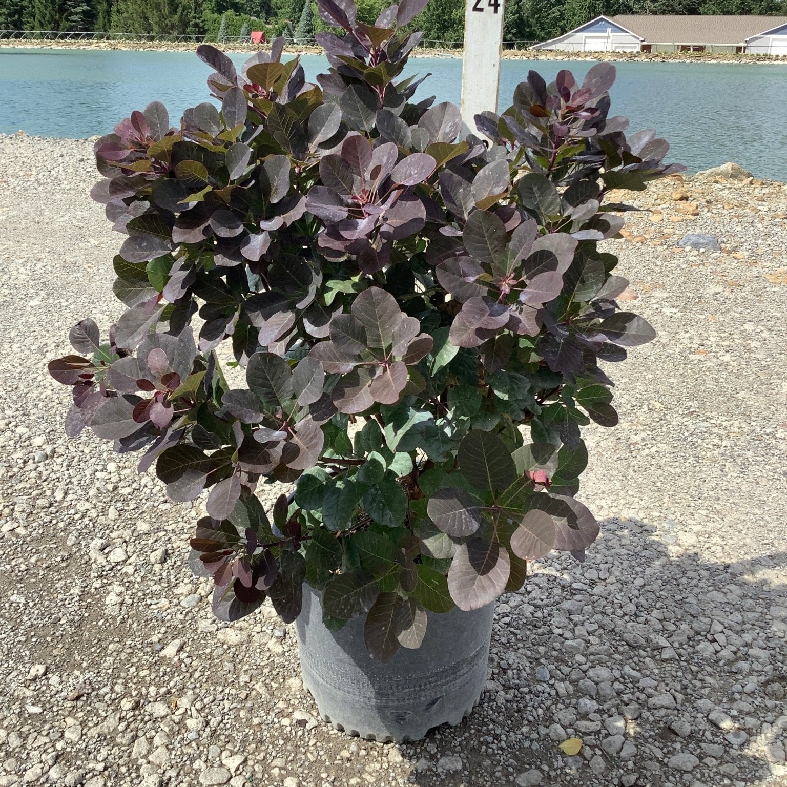 Royal Purple Smokebush in a #24 nursery container displaying dense deep burgundy foliage on a gravel lot near a pond.