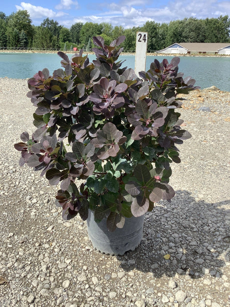 Royal Purple Smokebush in a #24 nursery container displaying dense deep burgundy foliage on a gravel lot near a pond.