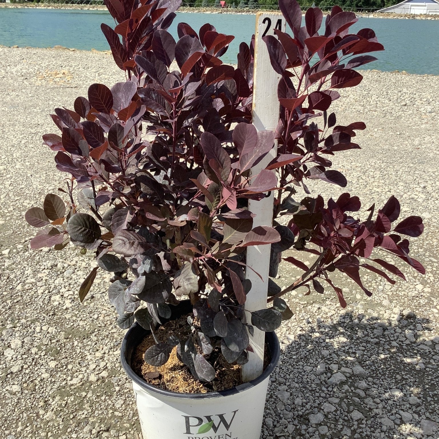 Winecraft Black Smokebush in a Proven Winners container showing deep burgundy-purple foliage, displayed on gravel near a pond.