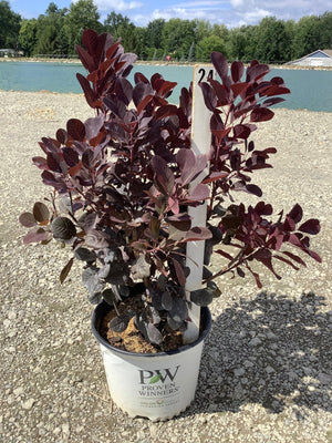Winecraft Black Smokebush in a Proven Winners container showing deep burgundy-purple foliage, displayed on gravel near a pond.