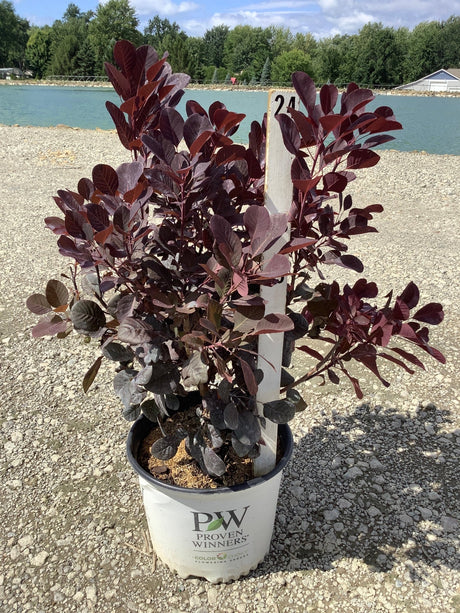Winecraft Black Smokebush in a Proven Winners container showing deep burgundy-purple foliage, displayed on gravel near a pond.