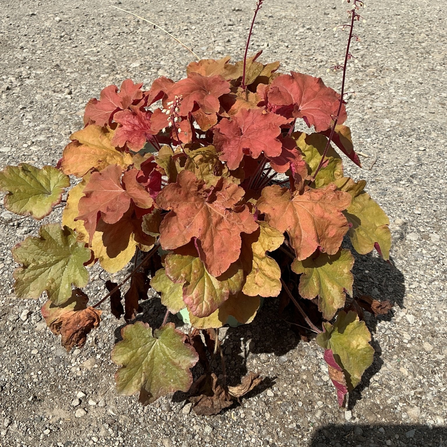 Heuchera Caramel Coral Bells showing warm orange and red ruffled foliage with slender flower spikes in a #1 container.