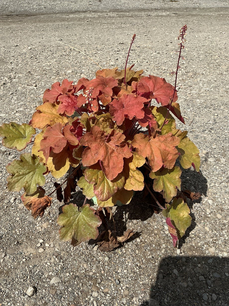 Heuchera Caramel Coral Bells showing warm orange and red ruffled foliage with slender flower spikes in a #1 container.