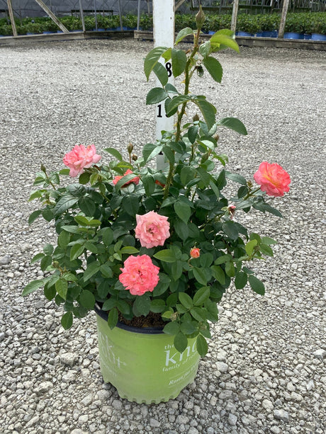 Knock Out Orange Glow Shrub Rose in a green #3 container with coral-pink blooms and lush foliage on a gravel surface.
