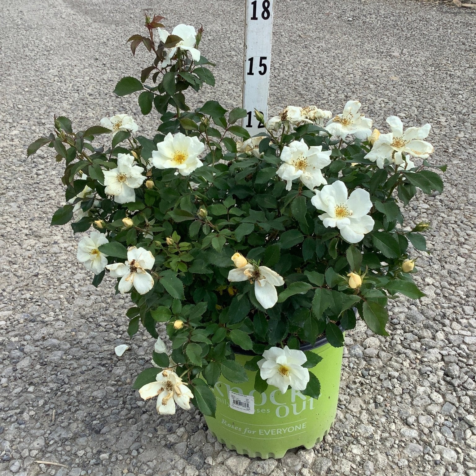 White Knock Out Shrub Rose in a green nursery container covered in white blooms and buds on a gravel surface.