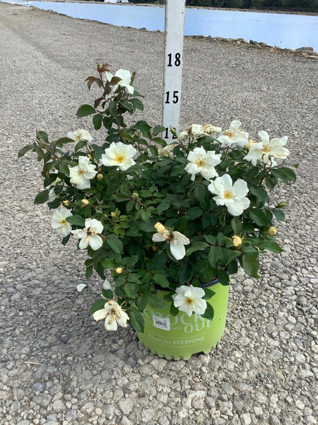 White Knock Out Shrub Rose in a green nursery container covered in white blooms and buds on a gravel surface.