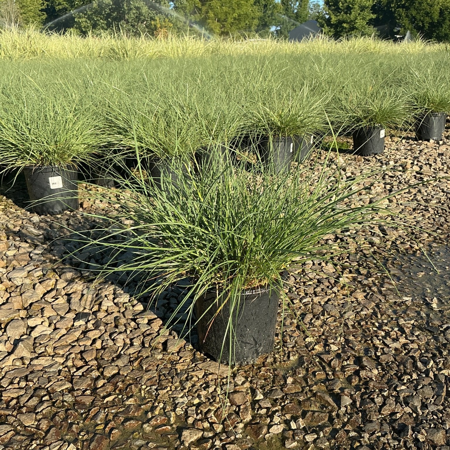 Adagio Maiden Grass in black nursery containers on gravel, showing fine-textured arching green foliage at a plant nursery.