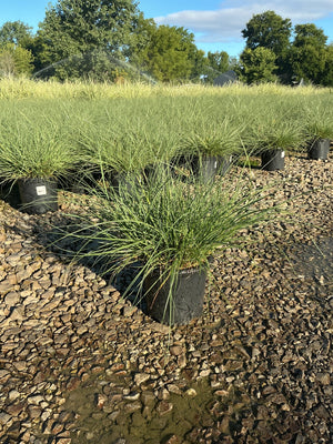 Adagio Maiden Grass in black nursery containers on gravel, showing fine-textured arching green foliage at a plant nursery.