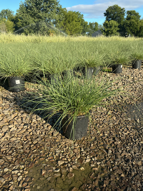 Adagio Maiden Grass in black nursery containers on gravel, showing fine-textured arching green foliage at a plant nursery.