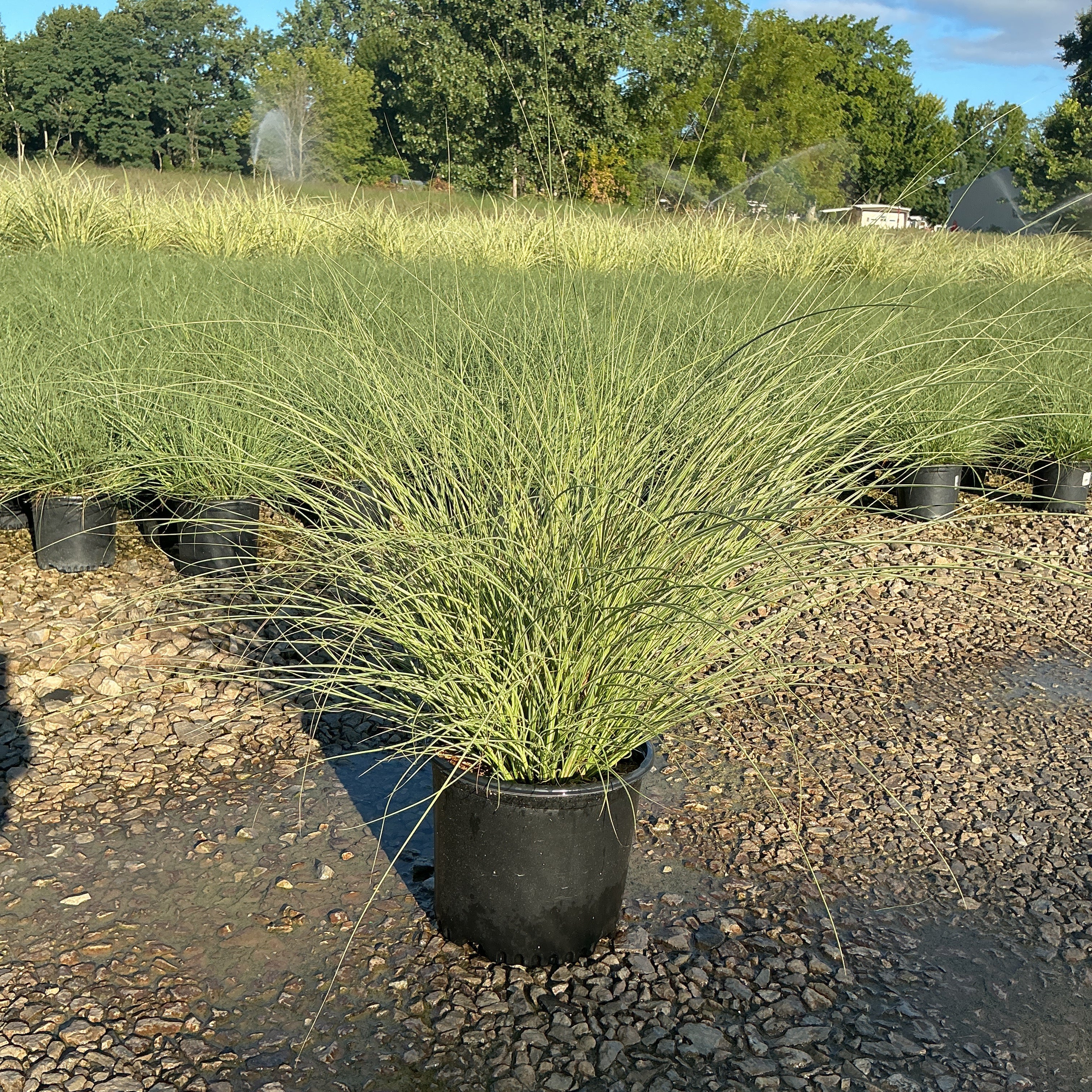 Morning Light Silver Grass in a #3 container at a nursery, showing its fine-textured arching green and silver foliage.