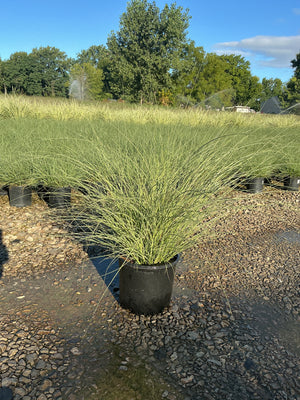 Morning Light Silver Grass in a #3 container at a nursery, showing its fine-textured arching green and silver foliage.