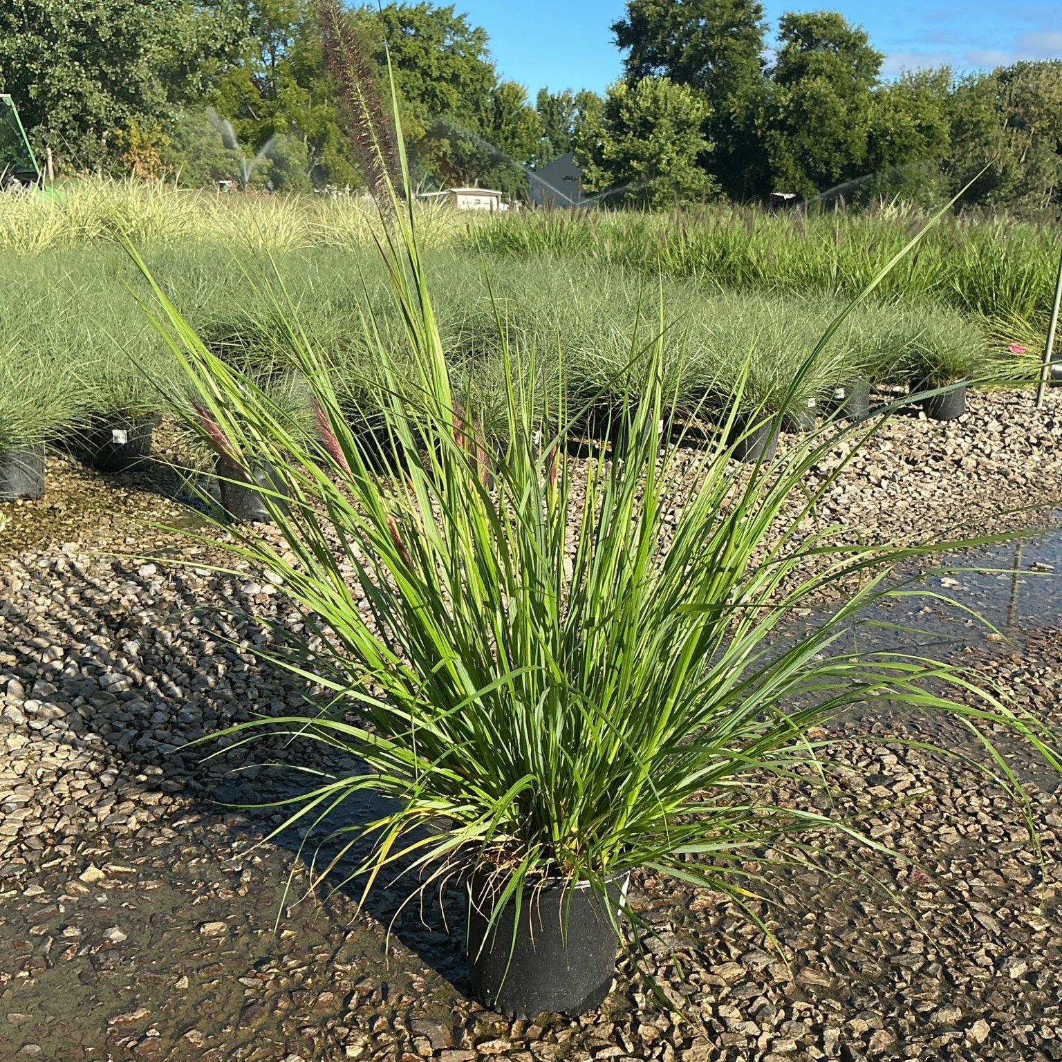 Redhead Fountain Grass in a nursery container showing arching green blades and deep burgundy plumes in late summer.
