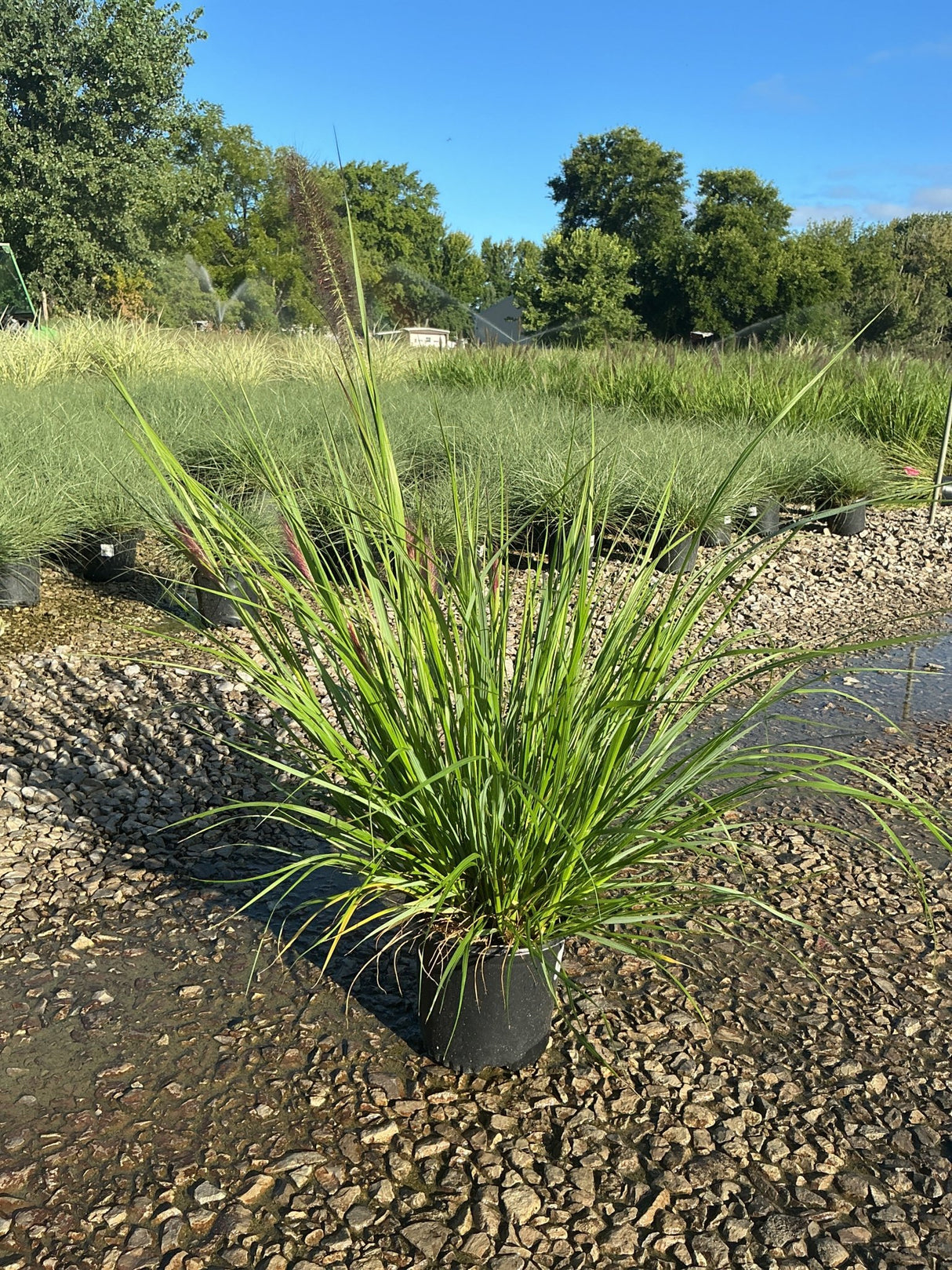 Redhead Fountain Grass in a nursery container showing arching green blades and deep burgundy plumes in late summer.