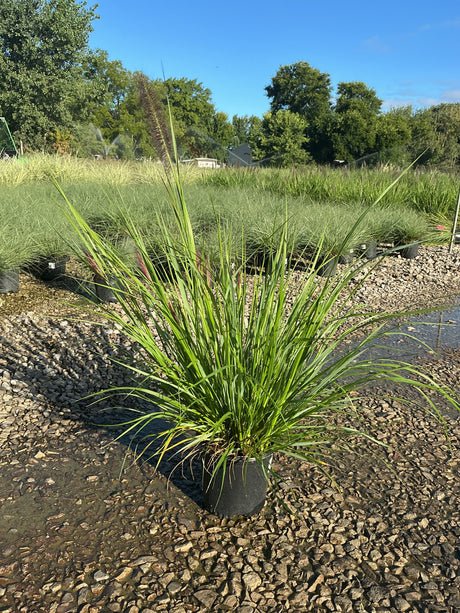 Redhead Fountain Grass in a nursery container showing arching green blades and deep burgundy plumes in late summer.
