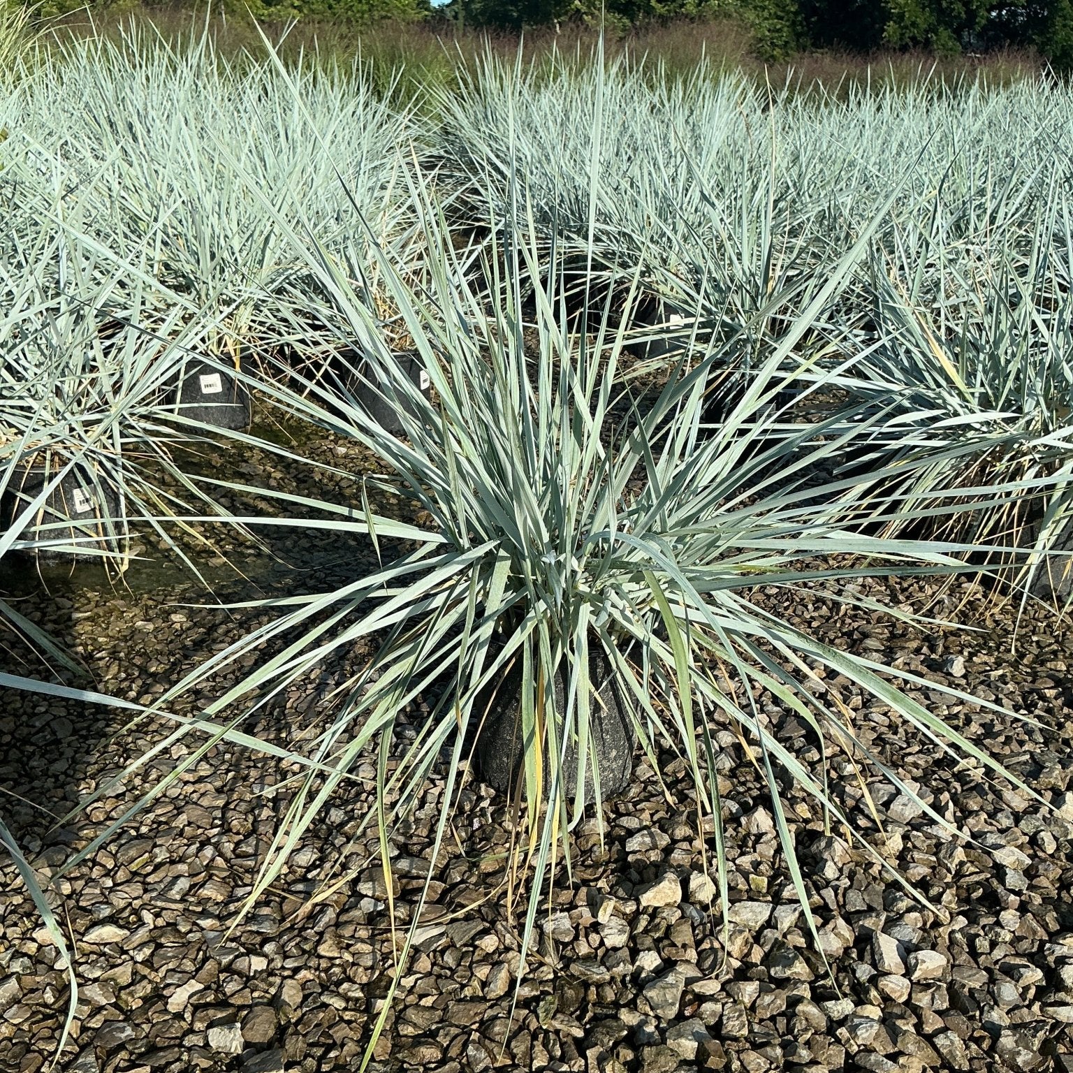 Blue Dune Lyme Grass plants with silvery-blue spiky foliage growing in gravel at a nursery.