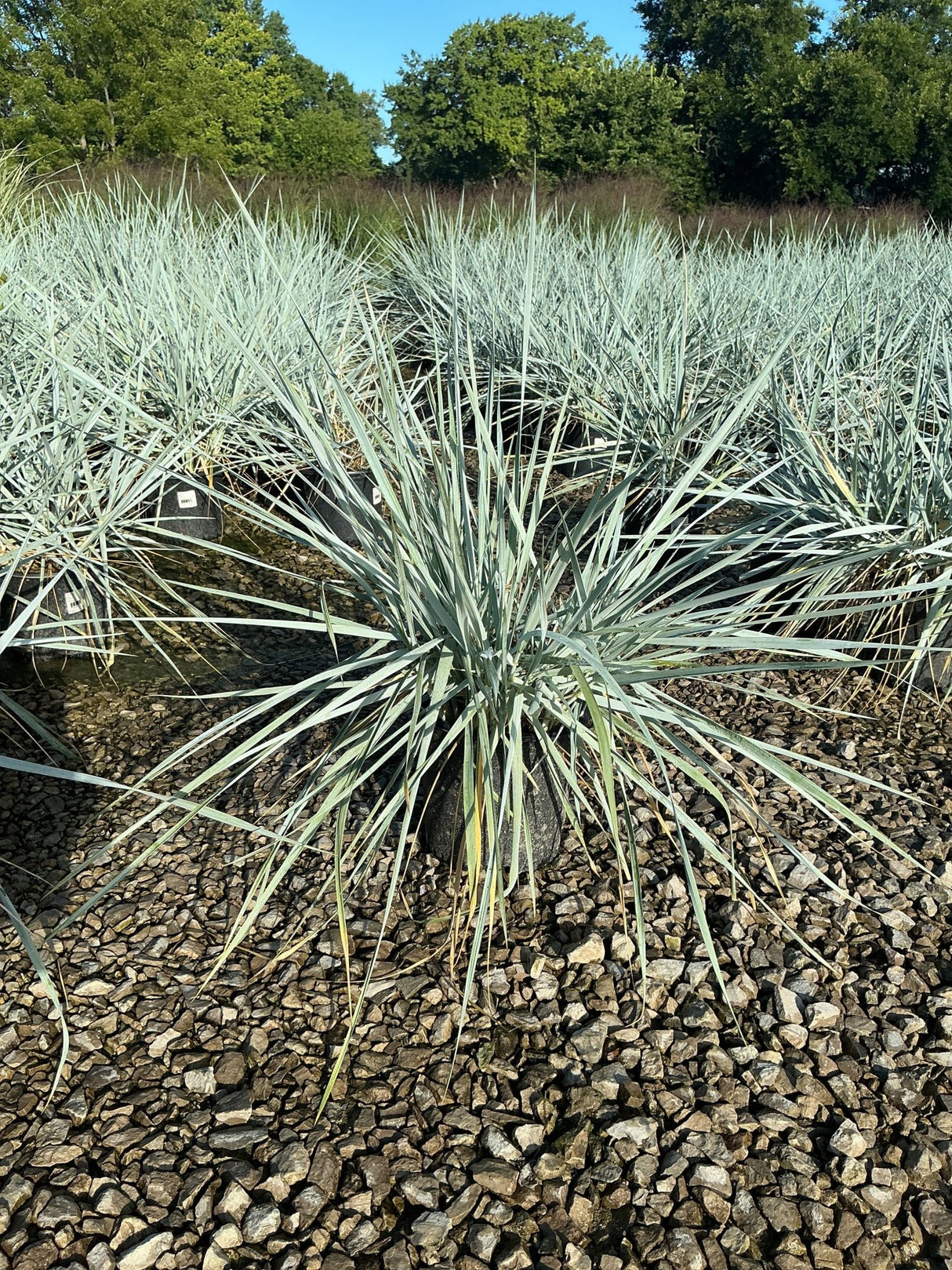 Blue Dune Lyme Grass plants with silvery-blue spiky foliage growing in gravel at a nursery.