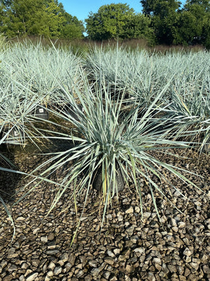 Blue Dune Lyme Grass plants with silvery-blue spiky foliage growing in gravel at a nursery.