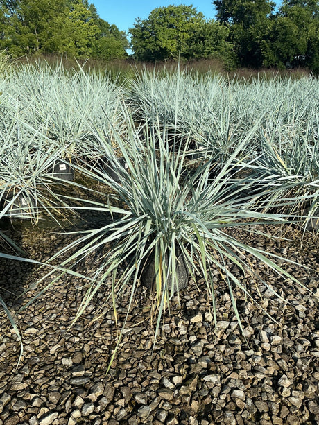 Blue Dune Lyme Grass plants with silvery-blue spiky foliage growing in gravel at a nursery.