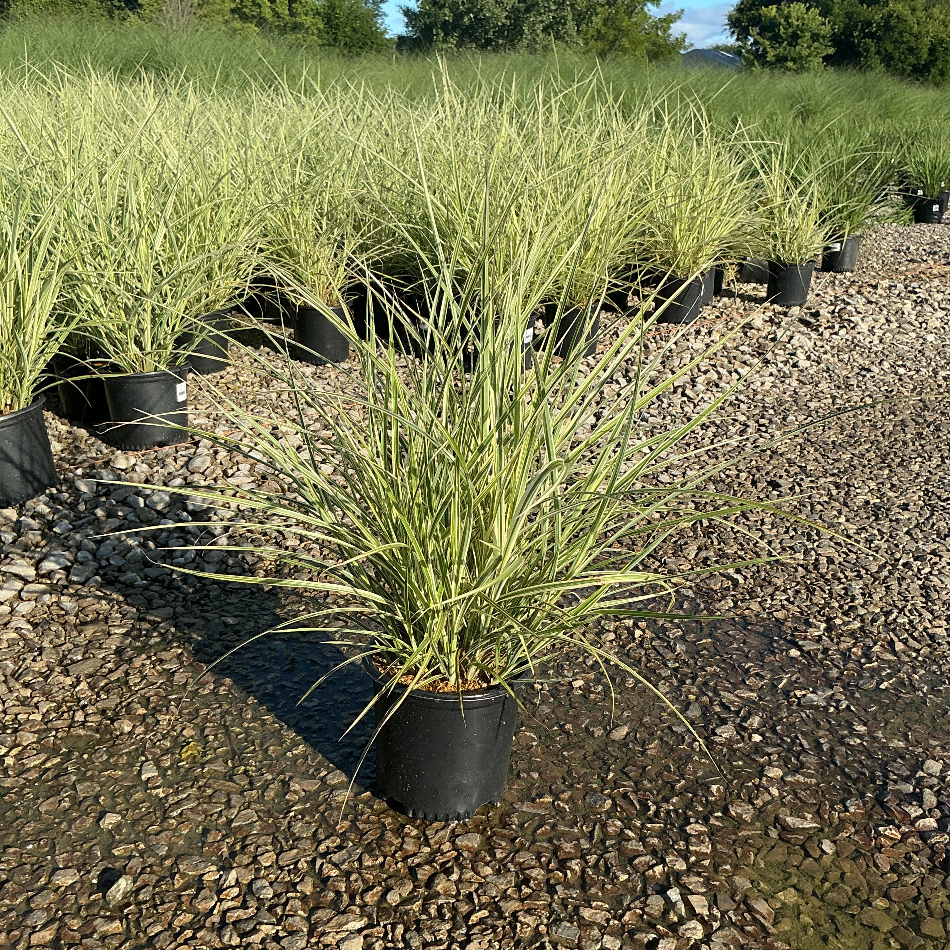 Variegated Japanese Silver Grass in a black nursery container at a gravel growing yard, showing arching cream-edged green blades.