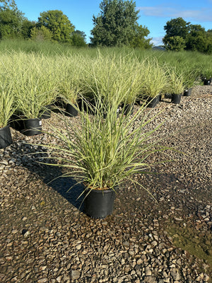 Variegated Japanese Silver Grass in a black nursery container at a gravel growing yard, showing arching cream-edged green blades.