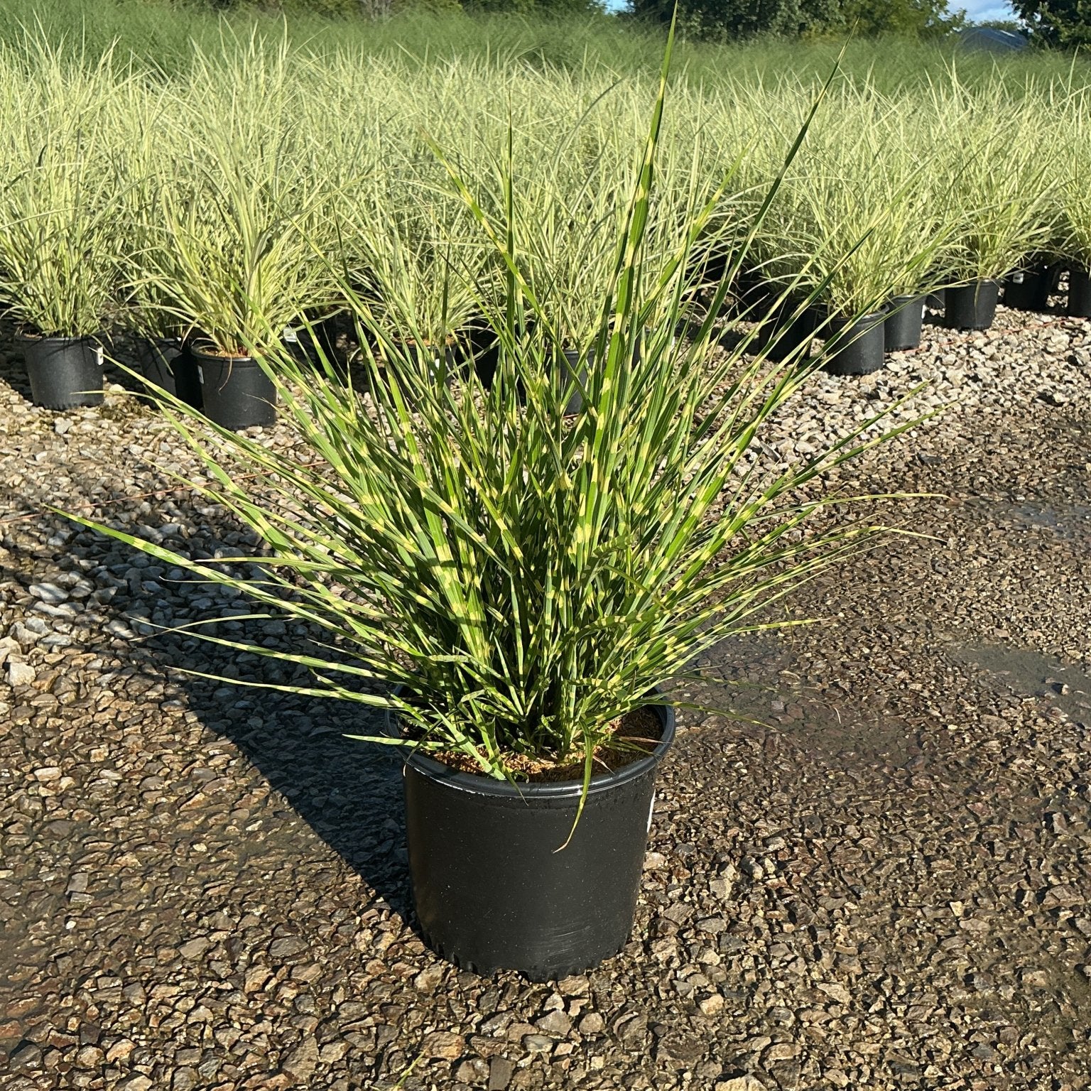 Porcupine Grass Miscanthus sinensis Strictus growing in a black #3 nursery container at a plant nursery, showing upright green and yellow-banded foliage.