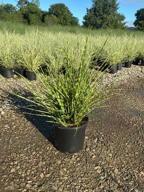 Porcupine Grass Miscanthus sinensis Strictus growing in a black #3 nursery container at a plant nursery, showing upright green and yellow-banded foliage.