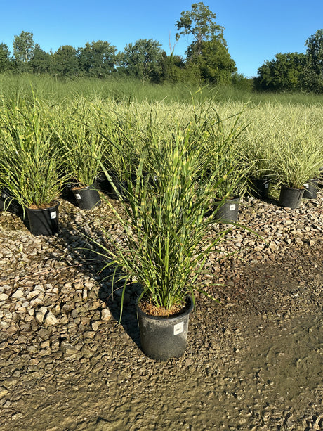 Zebra Grass Miscanthus sinensis Zebrinus growing in black nursery containers on a gravel lot with a field backdrop.