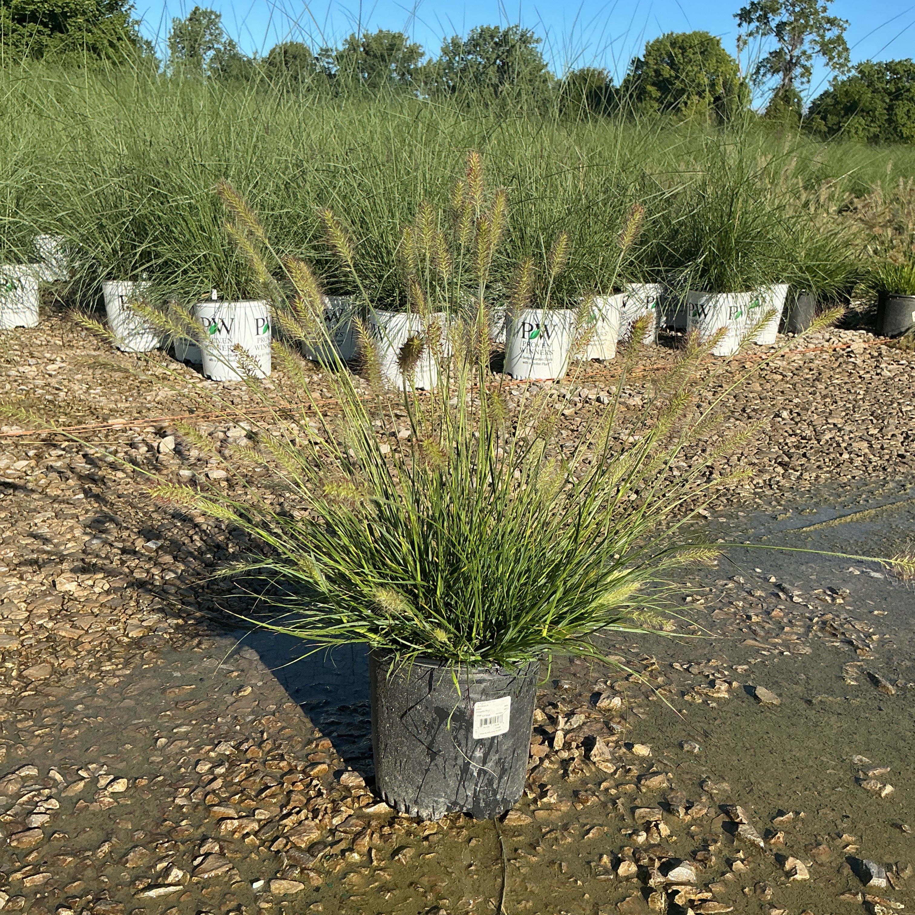 Dwarf Fountain Grass Hameln in a nursery container with feathery tan plumes rising above fine green foliage.