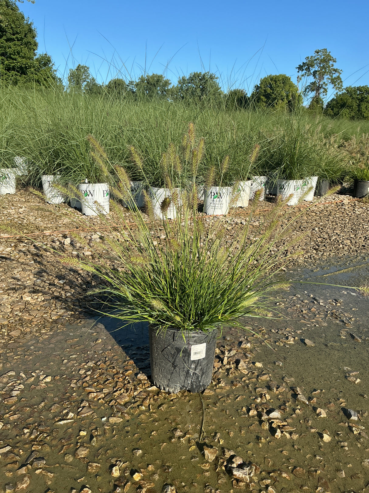 Dwarf Fountain Grass Hameln in a nursery container with feathery tan plumes rising above fine green foliage.