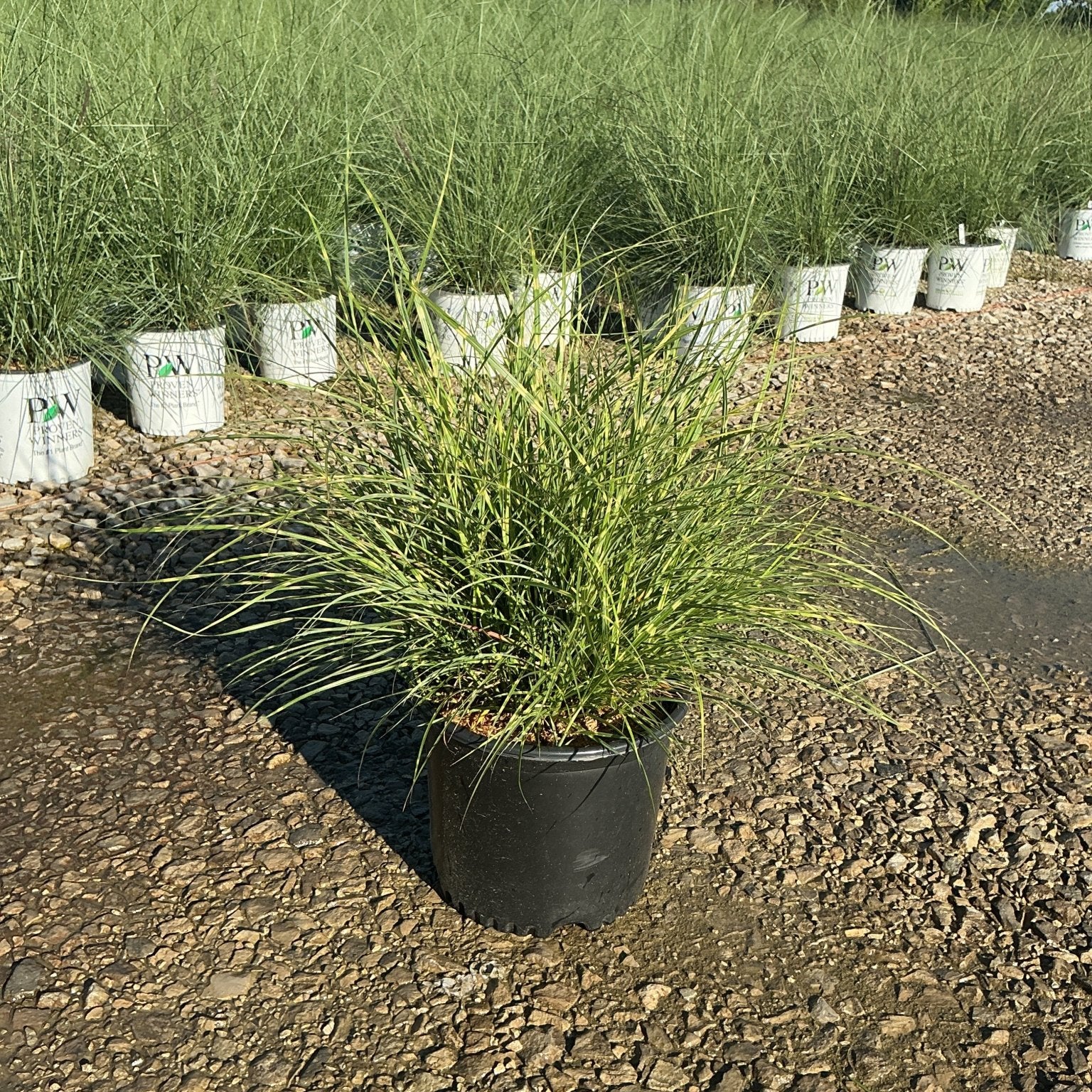 Little Zebra Maiden Grass in a black nursery container displayed on gravel at a garden center, with rows of the same grass behind it.